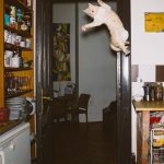 летающий кот // Фото: Daniel Gebhart de Koekkoek с сайта designyoutrust.com