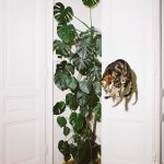 летающий кот // Фото: Daniel Gebhart de Koekkoek с сайта designyoutrust.com