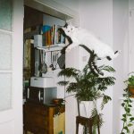 летающий кот // Фото: Daniel Gebhart de Koekkoek с сайта designyoutrust.com