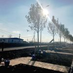 Аллея кленов на привокзальной площади аэропорта "Платов" //Фото: "Городской репортер", Олег Китаев