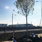 Клен на привокзальной площади аэропорта "Платов" //Фото: "Городской репортер", Олег Китаев