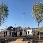 Аэропорт "Платов" начали озеленять шестилетними кленами //Фото: "Городской репортер", Олег Китаев