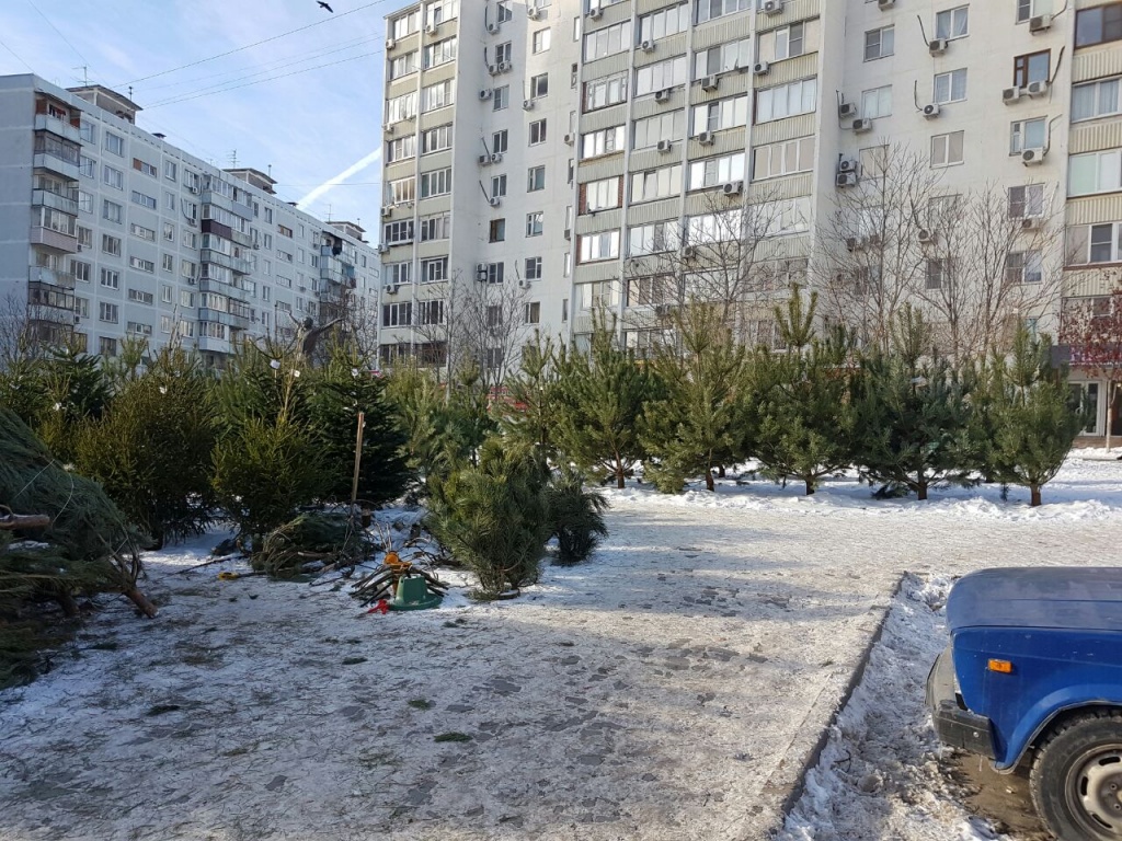 В Ростове 16 января можно сдать новогодние елки