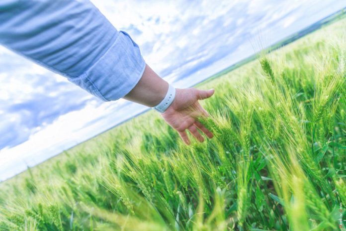 dd-pshenitsa Пшеничное поле в Ростовской области //Фото: Денис Демков