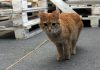 Кошка в ростовском котокафе // Фото Полины Сидорковой