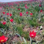 Цветение донской степи //Фото: Екатерина Зеленская, "Городской репортер"