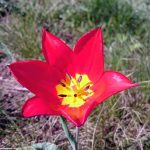 Цветение донской степи //Фото: Екатерина Зеленская, "Городской репортер"