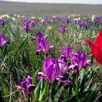 Цветение донской степи //Фото: Екатерина Зеленская, "Городской репортер"