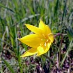 Цветение донской степи //Фото: Екатерина Зеленская, "Городской репортер"