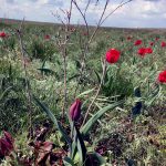 Цветение донской степи //Фото: Екатерина Зеленская, "Городской репортер"