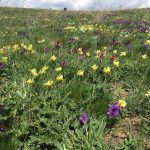 Цветение донской степи //Фото: Екатерина Зеленская, "Городской репортер"