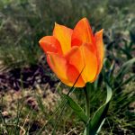 Цветение донской степи //Фото: Екатерина Зеленская, "Городской репортер"