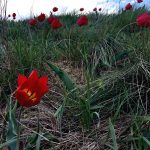 Цветение донской степи //Фото: Екатерина Зеленская, "Городской репортер"