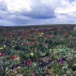 Цветение донской степи //Фото: Екатерина Зеленская, "Городской репортер"