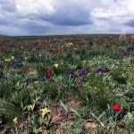 Цветение донской степи //Фото: Екатерина Зеленская, "Городской репортер"