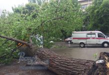 Администрация Ростова: упавшее на Ленина дерево не было аварийным Упавшее дерево //фото группы "Ростов.Главный" в соцсети "ВКонтакте"