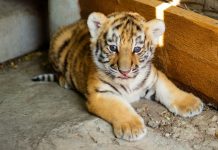 В Ростовском зоопарке тигрицу Приму и тигренка перевели в стеклянный вольер
