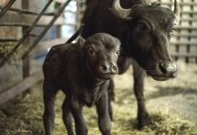 В ростовском зоопарке родился азиатский буйвол Малыш Янис с мамой Зорькой // фото: пресс-служба Ростовского зоопарка
