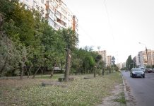 В Ростове на Западном незаконно спилили 50 деревьев Спил деревьев в Ростове //фото с сайта администрации Ростова