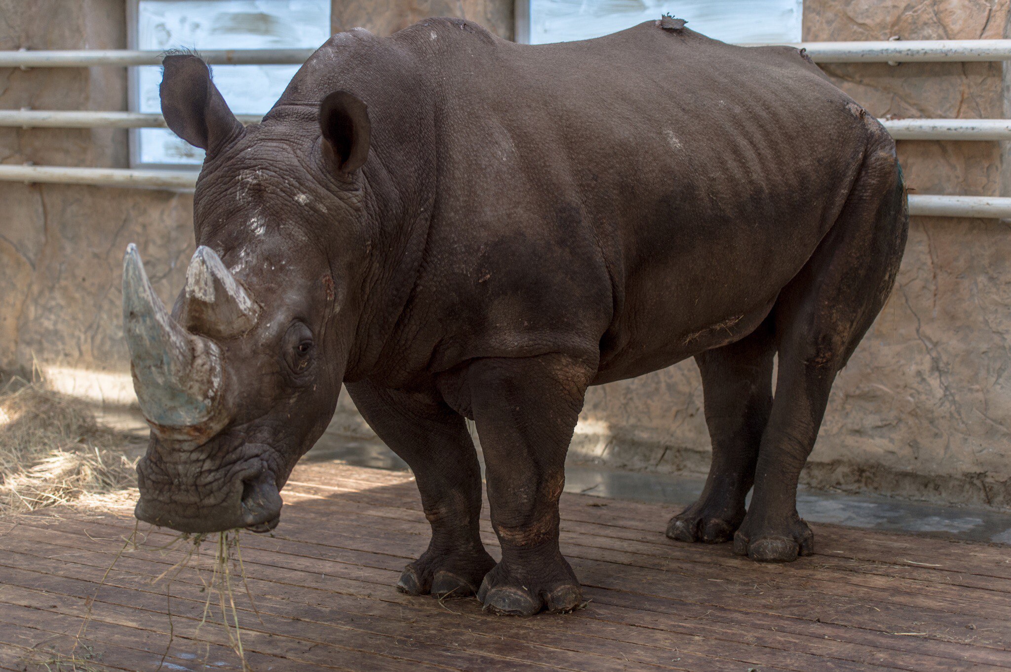 Носорог в московском зоопарке