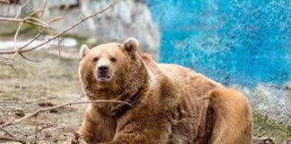 В ростовском зоопарке почуял весну и проснулся медведь Андрюша Гималайский медведь //Фото предоставлено пресс-службой ростовского зоопарка