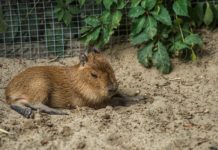 В ростовском парке «Малинки» можно будет покормить капибар в выходные Капибара //Фото: пресс-служба ростовского зоопарка