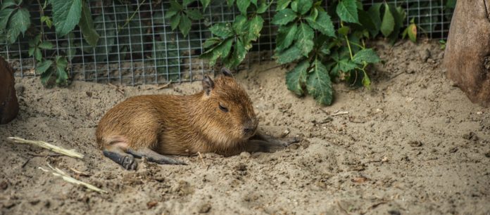 Капибара //Фото: пресс-служба ростовского зоопарка