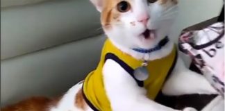 Кот-болельщик научился кричать «Гол!» Кот кричит "Гол!" //Скриншот из видео @proyectonala в Instagram (запрещен на территории Российской Федерации)