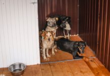 Ростовские ученые создали ИИ для диагностики тревожности у собак Собаки в питомнике //Фото: ЦБЖ Ростова