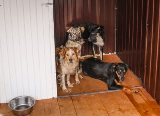 Ростовские ученые создали ИИ для диагностики тревожности у собак Собаки в питомнике //Фото: ЦБЖ Ростова