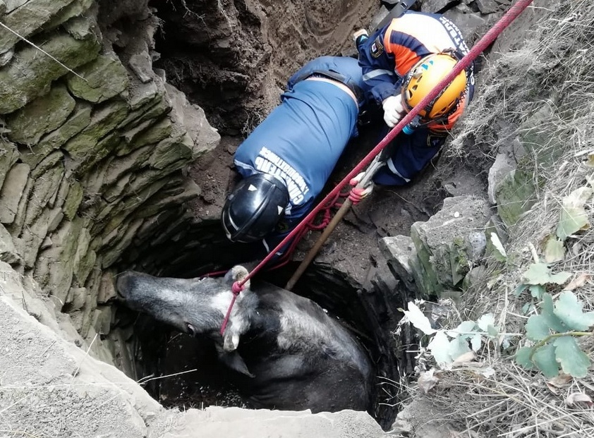 В Новошахтинске спасатели вытащили корову из колодца