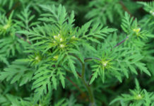 В Ростовской области ввели карантин из-за амброзии амброзия // фото: iStock / Oskanov