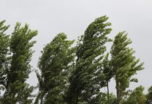 В Ростовской области объявили жёлтый уровень опасности — будет сильный ветер и заморозки Ветер //Фото с сайта nedelia.az