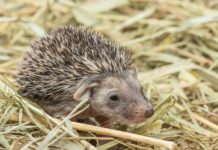 Тест: кто родился летом в ростовском зоопарке?