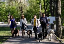 Реабилитация с душой: как в Ростове организовали клуб собак-поводырей