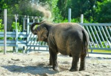 Новоселие у слонов