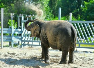 Новоселие у слонов Слон //Фото: пресс-служба Ростовского зоопарка