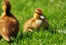 В Ростовской области открыли сезон охоты на водоплавающую дичь Утки //фото с сайта "Мясной Эксперт"