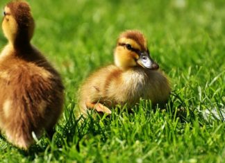 В Ростовской области открыли сезон охоты на водоплавающую дичь Утки //фото с сайта "Мясной Эксперт"