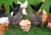 Курица, куры, яйца// Фото: Svoimi-Rykami.ru