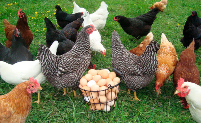 Курица, куры, яйца// Фото: Svoimi-Rykami.ru
