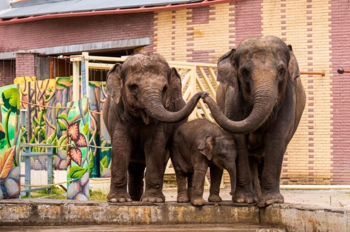 Слоны, слон//Фото: пресс-служба Ростовского зоопарка
