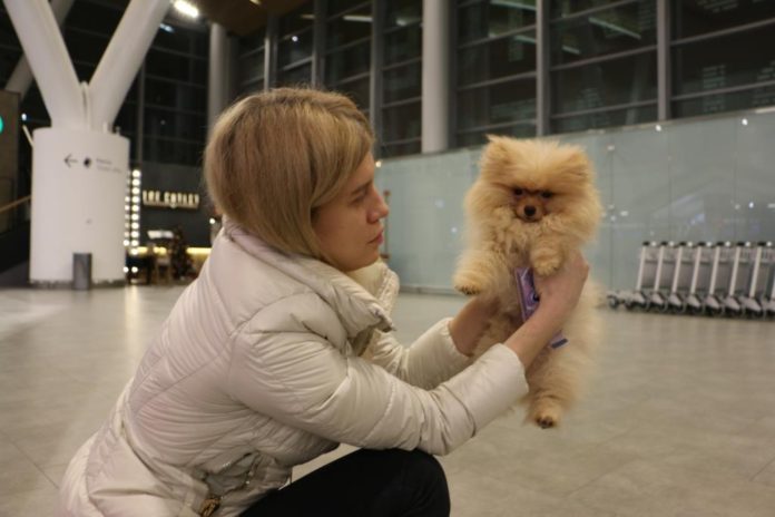 В аэропорту Платов выросло количество пассажиров, путешествующих с животными //Фото: пресс-служба аэропорта Платов
