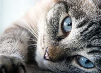 В Матвеево-Курганском районе ввели карантин из-за бешенства домашнего кота Кот //Фото: сайт КОТы, КОТэ и КОТики