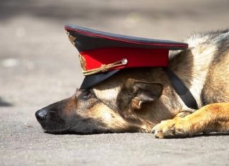 Нургалиев пообещал ввести ротацию полицейского руководства Служебная собака//Фото: Myslo