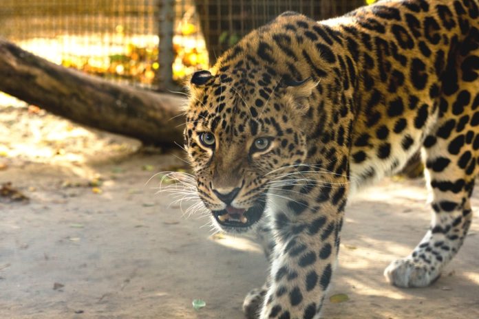 Леопард //Фото: пресс-служба администрации Ростова