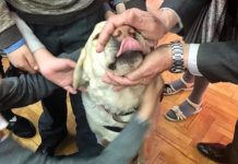 «Мягкие ушки, усики торчат, видишь?»: знакомство незрячих детей с собаками клуба «Золотой пес»