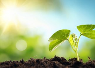 В экологическом рейтинге РФ Ростовская область опустилась на одну позицию Росток //Фото iStock / Baks