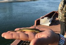 В Ростовской области до 2029 года модернизируют рыбохозяйственную отрасль