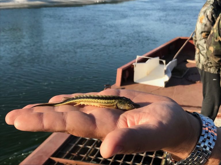 На Дону построят цех по выращиванию молоди ценных рыб